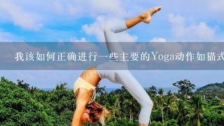 我该如何正确进行一些主要的Yoga动作如猫式等以便有效锻炼身体的耻骨肌肉群